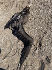 Macronectes giganteus