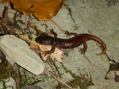 Speleomantes italicus