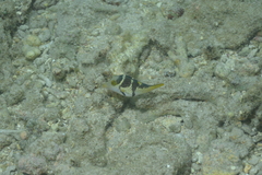 Canthigaster valentini