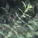 Lycopus × intermedius - Photo (c) ocanire,  זכויות יוצרים חלקיות (CC BY-NC), הועלה על ידי ocanire