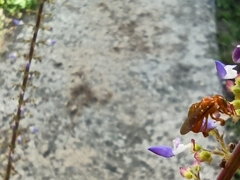 Aculeata