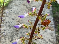 Aculeata