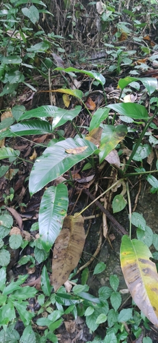 Epipremnum giganteum (Epipremnum giganteum)
