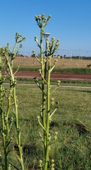 Eryngium paniculatum