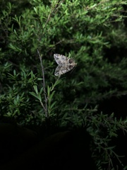 Pseudocoremia productata