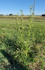 Eryngium paniculatum