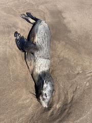 Arctocephalus australis