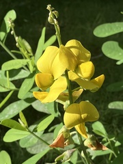 Crotalaria retusa
