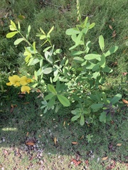 Crotalaria retusa
