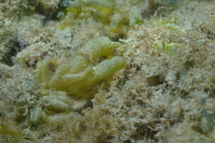 Boergesenia