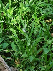 Leptosia nina