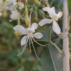 Clerodendrum phlomidis