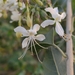 Clerodendrum phlomidis - Photo (c) SONU KUMAR, some rights reserved (CC BY-NC), uploaded by SONU KUMAR