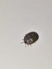 Rhipicephalus sanguineus