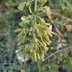 Clerodendrum phlomidis