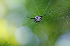 Macracantha arcuata