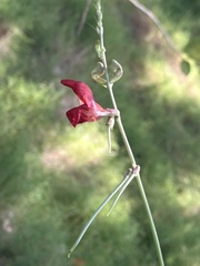 Macroptilium lathyroides