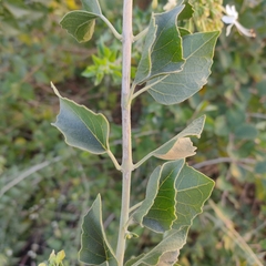 Clerodendrum phlomidis