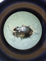 Nebria brevicollis