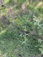 Macroptilium lathyroides