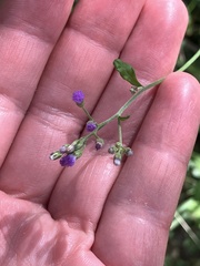 Cyanthillium cinereum