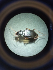Nebria brevicollis