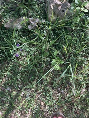 Cyanthillium cinereum