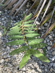 Chamaecrista nictitans aspera
