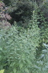 Lycopus × intermedius