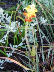 Lachenalia lutea