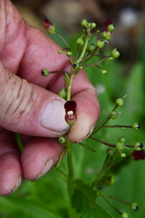 Scrophularia grayana