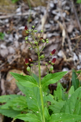 Scrophularia grayana