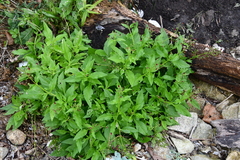Scrophularia grayana