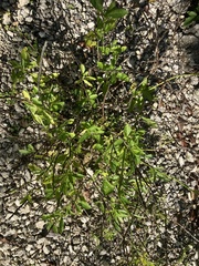 Stachytarpheta jamaicensis