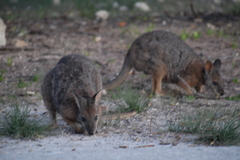 Notamacropus eugenii
