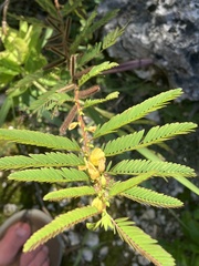 Chamaecrista nictitans aspera