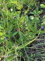 Stachytarpheta jamaicensis