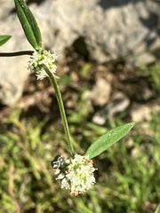 Spermacoce verticillata