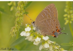 Satyrium liparops