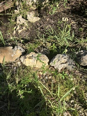 Spermacoce verticillata