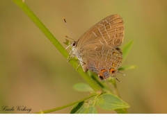 Satyrium liparops