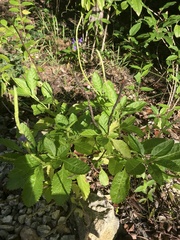 Stachytarpheta jamaicensis