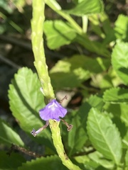 Stachytarpheta jamaicensis