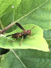 Polistes dorsalis dorsalis