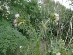 Carduus tenuiflorus