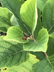 Polistes dorsalis dorsalis