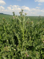 Carduus tenuiflorus