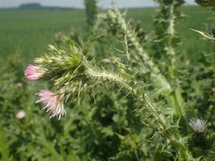 Carduus tenuiflorus