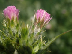 Carduus tenuiflorus
