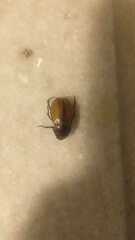 Melolonthinae